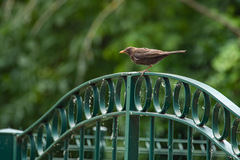 Turdus merula