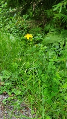 Hypericum maculatum