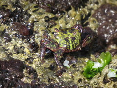 Pachygrapsus transversus
