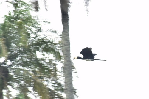 West African Pied Hornbill