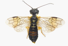 Pamphilius balteatus