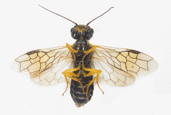 Pamphilius balteatus