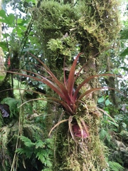 Tillandsia leiboldiana