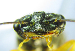 Pamphilius balteatus
