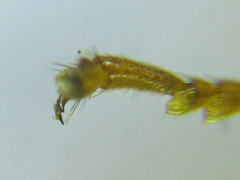 Pamphilius balteatus