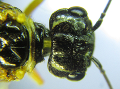 Pamphilius balteatus