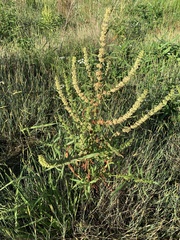 Rumex palustris