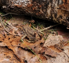 Bufo bufo
