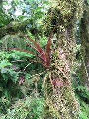 Tillandsia leiboldiana