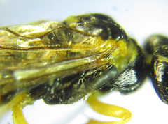 Pamphilius balteatus