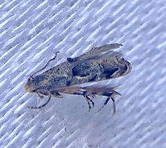 Mompha solomoni