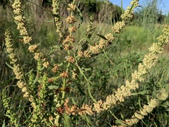 Rumex palustris