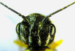 Pamphilius balteatus