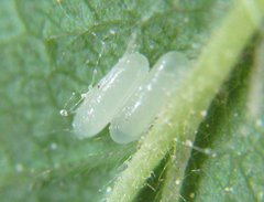 Pamphilius balteatus