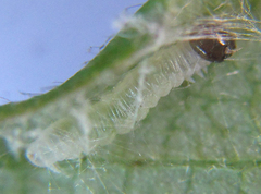 Pamphilius balteatus