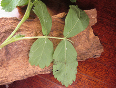 Pamphilius balteatus