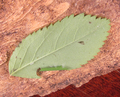 Pamphilius balteatus