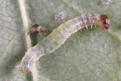 Pamphilius balteatus