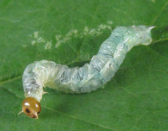 Pamphilius balteatus