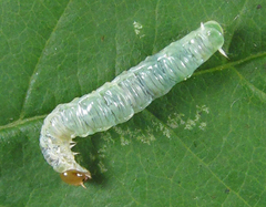 Pamphilius balteatus