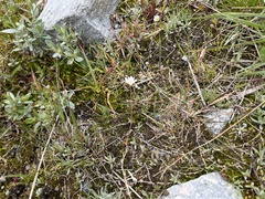 Dichodon cerastoides