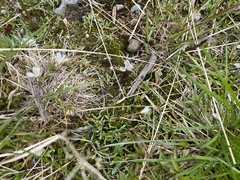 Dichodon cerastoides