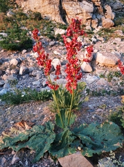 Rheum maximowiczii