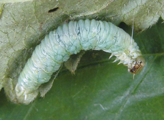 Pamphilius balteatus