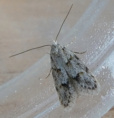 Lepidoptera