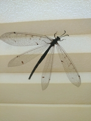 Distoleon tetragrammicus