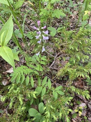 Astragalus robbinsii