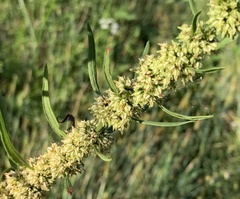 Rumex palustris