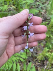 Astragalus robbinsii