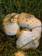 Chlorophyllum molybdites
