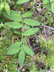 Astragalus robbinsii
