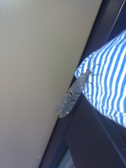 Distoleon tetragrammicus