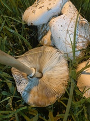 Chlorophyllum molybdites