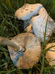 Chlorophyllum molybdites