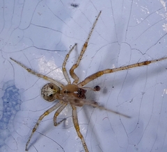 Arachnida