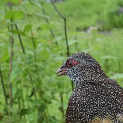 Stone Partridge