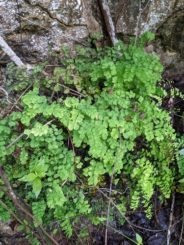 Fragile maidenhair (Adiantum fragile)