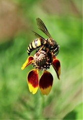 Bicyrtes insidiatrix