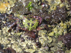 Pachygrapsus transversus