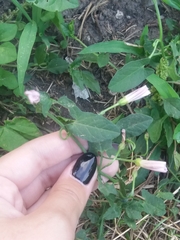 Convolvulus arvensis
