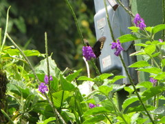Battus polydamas