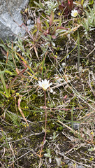 Dichodon cerastoides