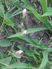 Convolvulus arvensis