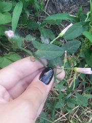 Convolvulus arvensis