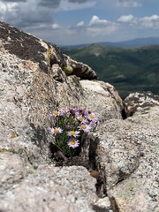 Erigeron arenarioides