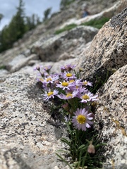 Erigeron arenarioides